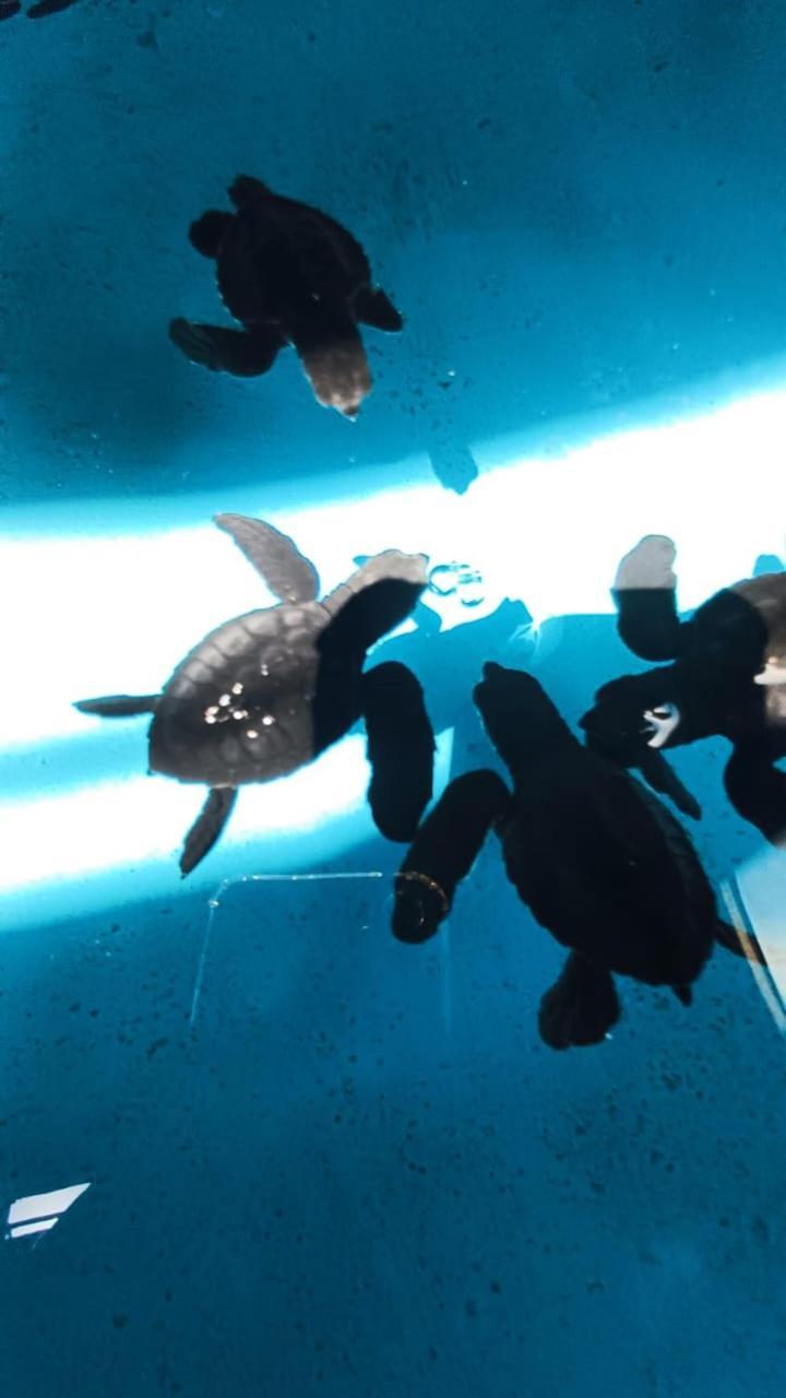 The Beach Bungalows & Turtle Sanctuary Pemuteran Zewnętrze zdjęcie