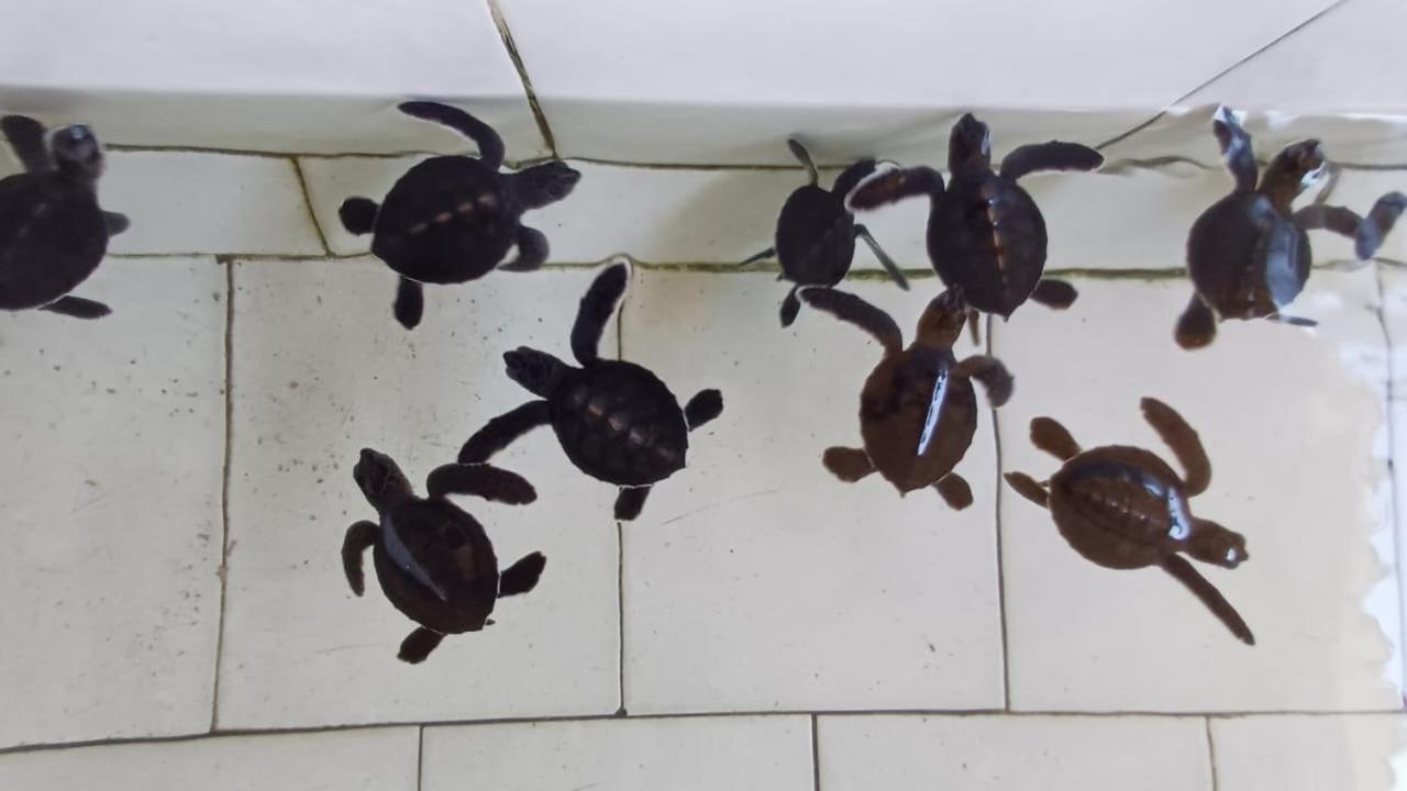 The Beach Bungalows & Turtle Sanctuary Pemuteran Zewnętrze zdjęcie