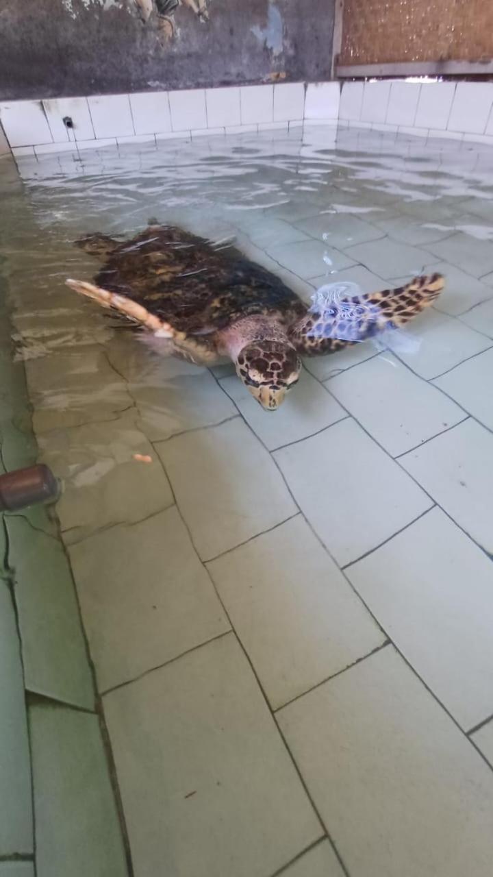 The Beach Bungalows & Turtle Sanctuary Pemuteran Zewnętrze zdjęcie